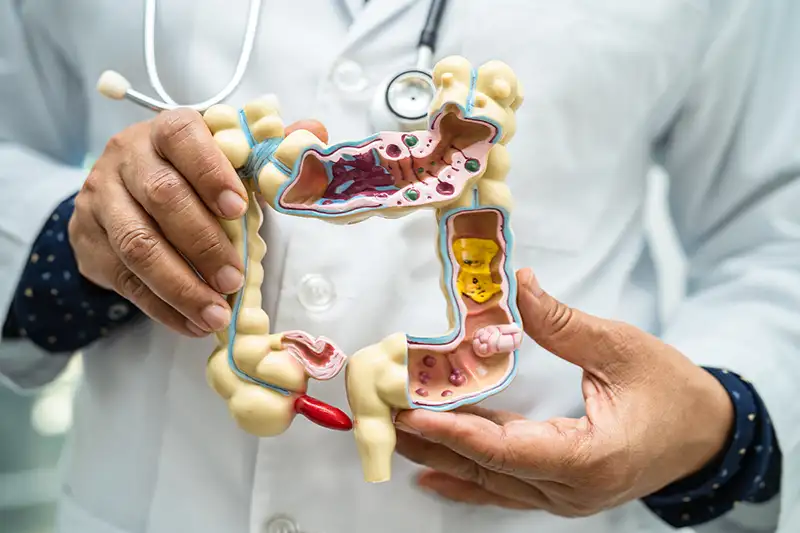 intestine and digestive system